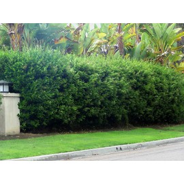 Ligustrum Waxleaf Privet - 30 Live Plants 2" Pot Size - Evergreen Privacy Hedge
