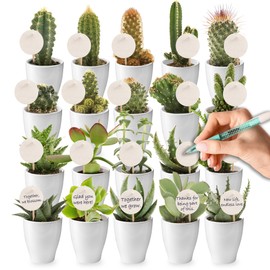 vdvelde.com - Giveaway Mini Cactus en Vetplant Mix with Potje - 20 Pieces with Kaartjes en Stokjes - Small Bedankjes - • 20 cactussen/vetplanten + kaartjes for personalisation (65 x 65 mm) • Diameter