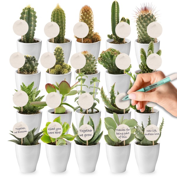 vdvelde.com - Giveaway Mini Cactus en Vetplant Mix with Potje