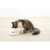 Richell Spill Resistant Cat Dish with Stem, White, Small
