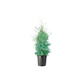 Carolina Sapphire Cypress Tree | 1 Extra Large 3 Gallon Tree | Beautiful Evergreen Low Maintenance Cold Hardy Privacy Screen