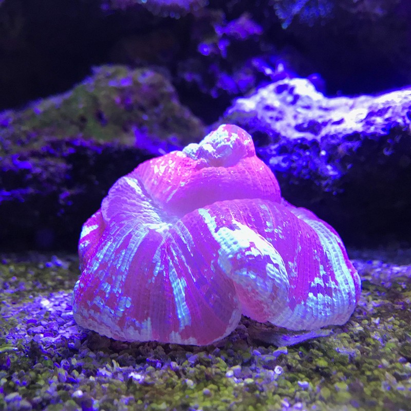 Seachem Reef Buffer, 50 g