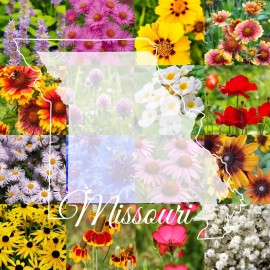 Paper Street Perennials 1/4LB Missouri Bulk Wildflower Seed Mix 1lb Covers 2,000sq-ft