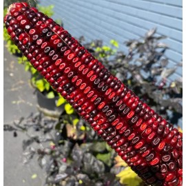 Does Not Apply Jimmy Red Corn Famous Bootlegger Moonshine Grits Hominy Masa Corn Heirloom Seed