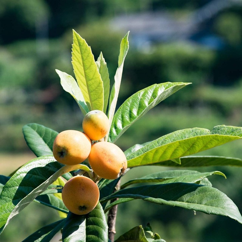 Pax Naturon Body Soap, 16.9 fl oz (500 ml), N