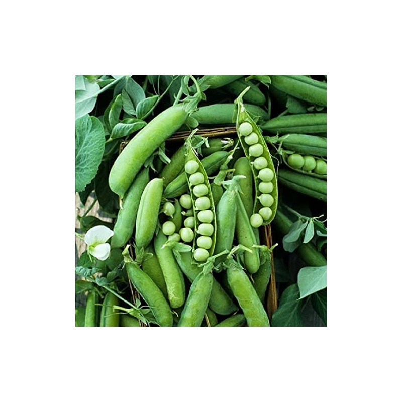 50 Sugar Ann Sugar Snap Pea Heirloom Seeds - Non