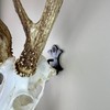 Skull Bracket Buck European Trophy Mount - Holds Over 100