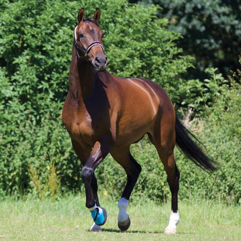 Woof Wear Reusable Medical Boot : 7