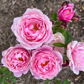 Heirloom Roses Live Fragrant Rose Plant - Sister Emmanuelle™ Pink Hybrid Tea Rose Bush for Planting Outdoors