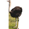 SP12879 Lifesize Ostrich Bird Always in Sunny Grass Dee Animal