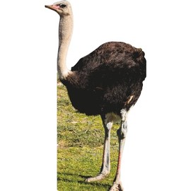 SP12879 Lifesize Ostrich Bird Always in Sunny Grass Dee Animal Cardboard Cutout Standee Standup