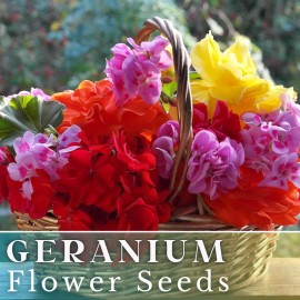 Fresh 100+ Geranium Seeds -Luster Mix- Fragrant - Fresh Flower Seeds Non GMO - 100 Seeds