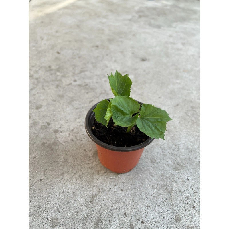 BitterMelon Bitter Melon Plant 5” Starter Plant With Pot Ready