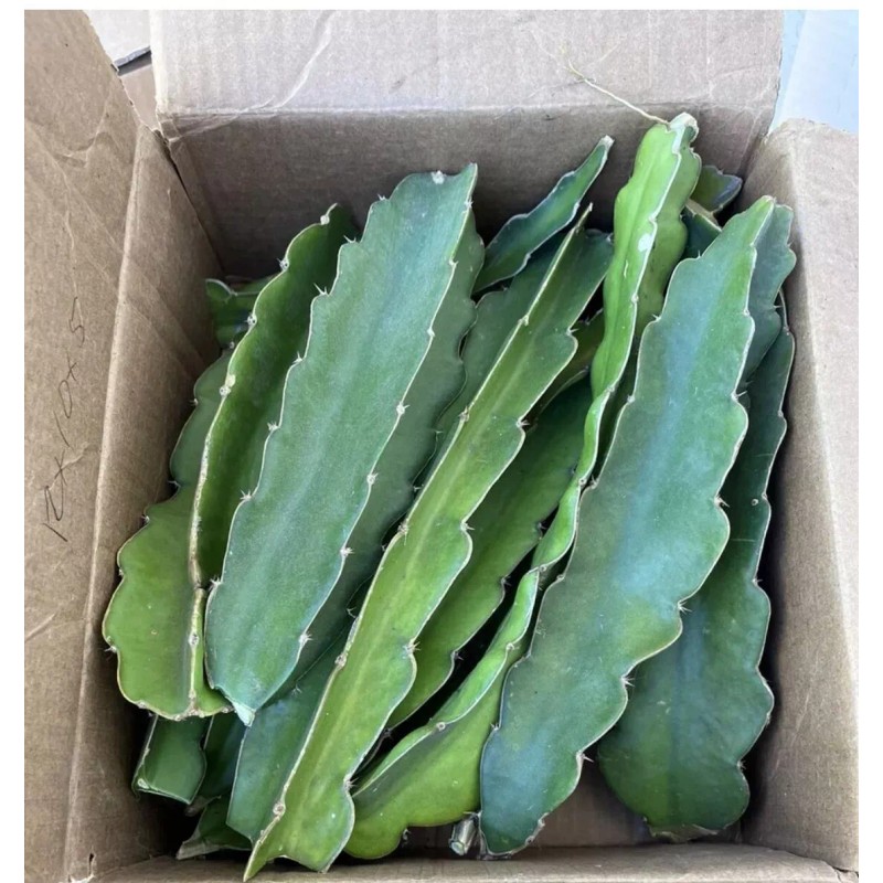 Cactus 10 Dragon Fruit cuttings 8-12 inches long check Description