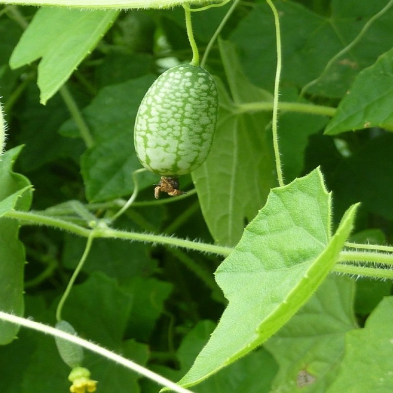 Cucamelon Seeds 35 Seed Pack Mexican Sour Gherkin, Mouse Melon