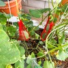 100Pcs Watermelon Nets,Melon Hammock Hanging Cantaloupes Support Net,Reusable Mesh Bags
