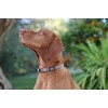 perro collective Dog Collar, Lead and Poop Bag Set, Brown,