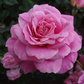 Heirloom Roses Rose Plant - St. Elisabeth of Hungary Pink Rose Bush, Shrub Live Plant for Planting Outdoors