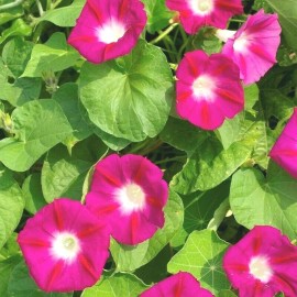 Little Seed Store 41+Red MORNING GLORY Flower Seeds Wildflower Climbing Flowering Vine Container