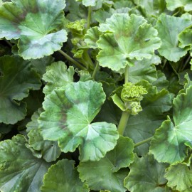 Fresh 100+ Geranium Seeds -Coral Quartz- Fragrant - Fresh Flower Seeds Non GMO - 100 Seeds