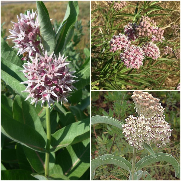 Generic California Deluxe Native Milkweed Seed Collection #1 with 3
