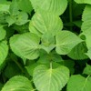 Shiso Seeds - Green - 1 Lb Bulk - Non-GMO