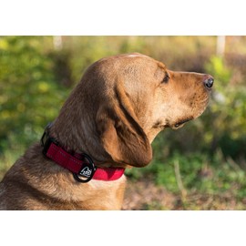 Happilax Adjustable Dog Collars - Reflective Padded Dog Collar with Strain Relief for Small Dogs - Buckle Collar for Dogs - Neck Size 12-14 inches - Red Color