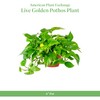 American Plant Exchange Golden Pothos – 6-Inch Pot – Live