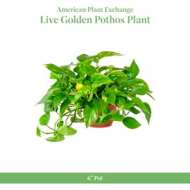 American Plant Exchange Golden Pothos – 6-Inch Pot – Live Easy Care Vining Houseplant, Air Purifying Indoor Plant for Home, Office, or Garden Decor
