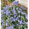 Home-Growth Blueblossom, Ceanothus Thyrsiflorus - 20 Seeds 2025 - USA