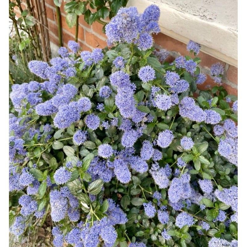 Home-Growth Blueblossom, Ceanothus Thyrsiflorus - 20 Seeds 2025 - USA