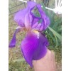 Fresh 6 BEARDED IRIS PLANTS RHIZOMES FRESH MIXED VARIETIES