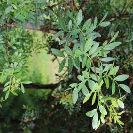 Aromatics International Pure Organic Mastic Essential Oil 15ml | Organic Essential Oils