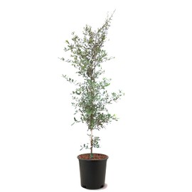 American Plant Exchange Southern Live Oak Tree, 5 Gallon Pot, 2-3ft Tall, Large Outdoor Landscape Garden Plant, Live Plant, Shade Tree, Fast Growing and Hardy