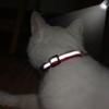 Light Blue XS Dog Collar with Bell, Reflective Cat Collars