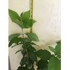 Tree PEANUT BUTTER TREE/RARE FRUIT TREE (BUNCHOSIA GLANDULIFERA) 6 INCHES