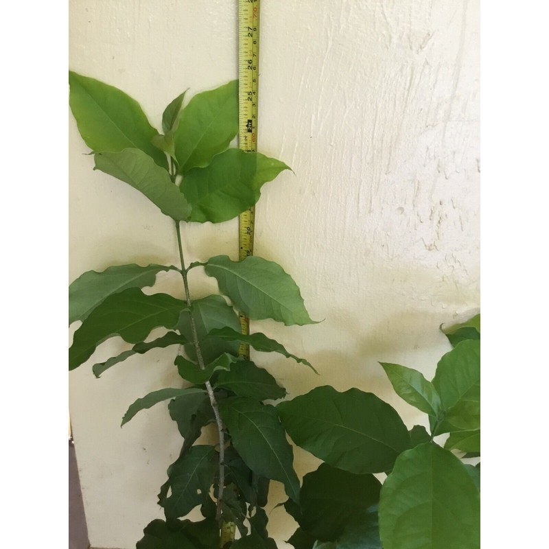 Tree PEANUT BUTTER TREE/RARE FRUIT TREE (BUNCHOSIA GLANDULIFERA) 6 INCHES