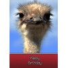Ostrich Birthday Card