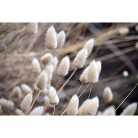 Lagurus ovatus Seeds 100+ Bunny Tail Grass Lagurus ovatus