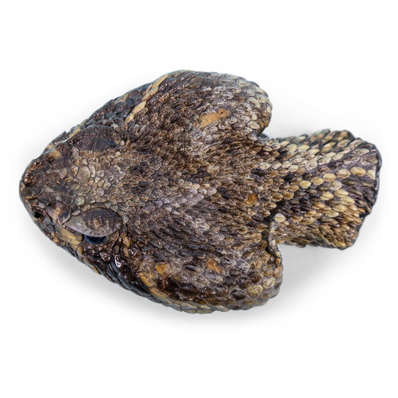 Generic Real Rattlesnake Belt Buckle: Full Head, Natural