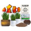 Cali Kiwi Pros Cat Grass for Indoor Cats – Organic