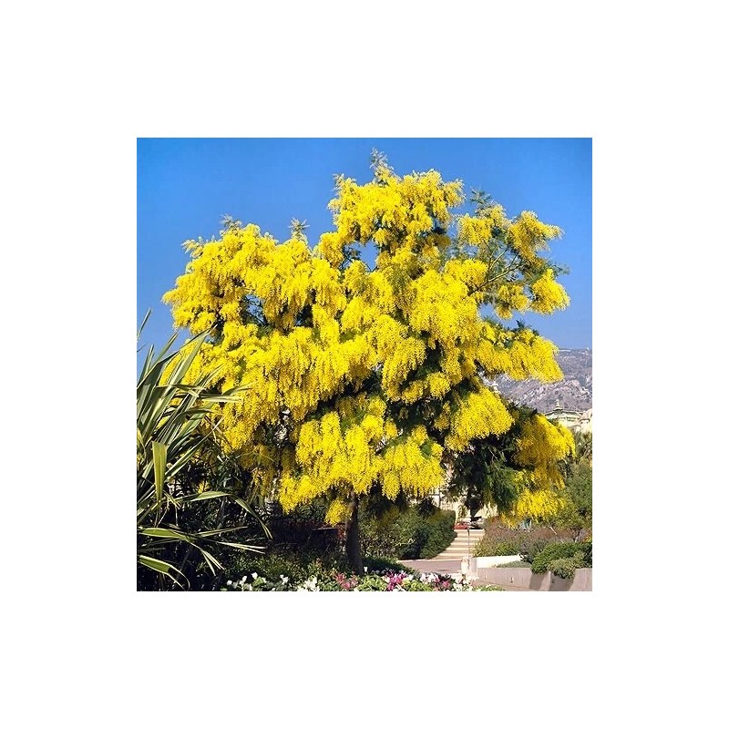 Fresh Acacia Golden Wattle Tree Seed fresh 30 seeds for