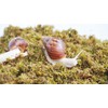 Jinymral 5oz Pet Snail Substrate, Ideal Terrarium Habitat Supplies