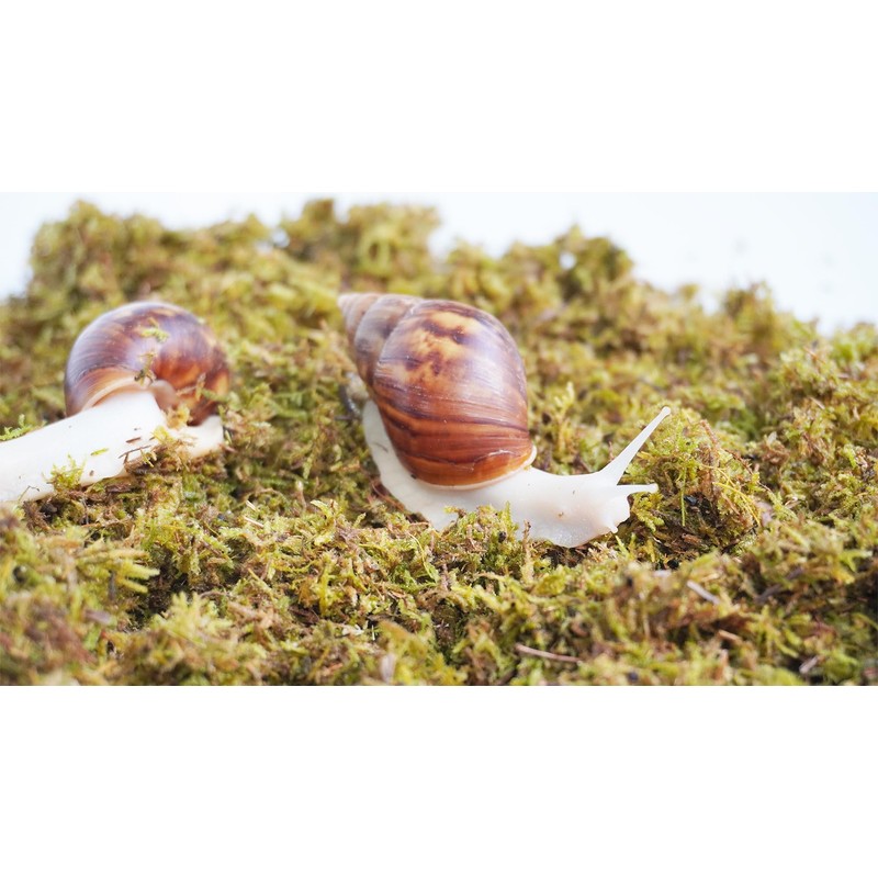 Jinymral 5oz Pet Snail Substrate, Ideal Terrarium Habitat Supplies