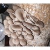 Foragers Table - Mushroom Growing Kit, Ideal for hobbyist &