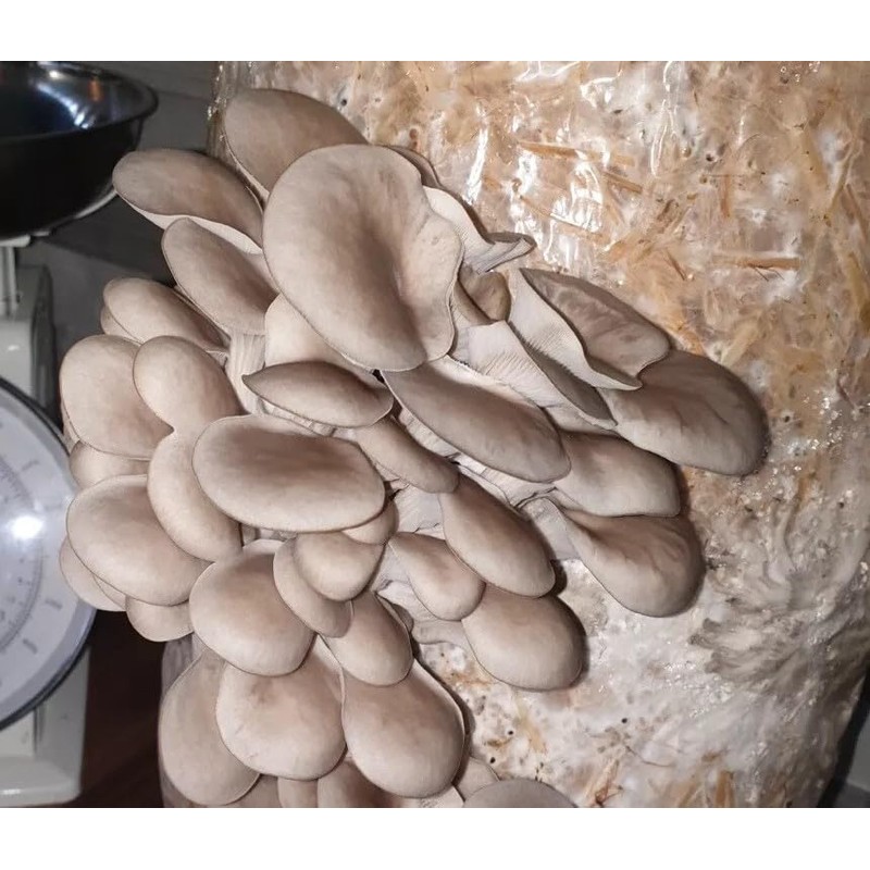 Foragers Table - Mushroom Growing Kit, Ideal for hobbyist &
