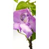 Snail Vine live plant in 2 inch pot ~ Vigna