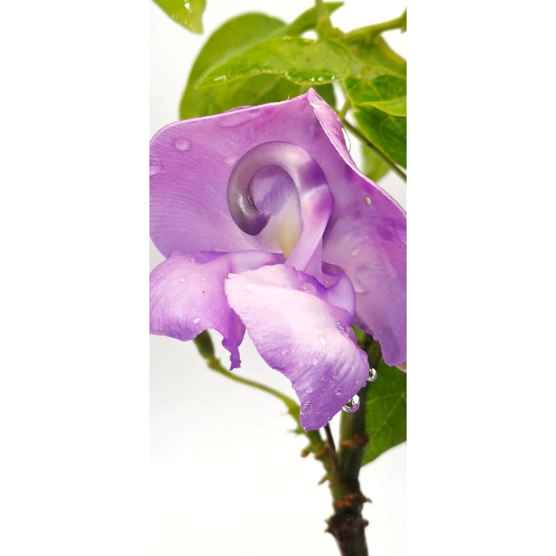 Snail Vine live plant in 2 inch pot ~ Vigna