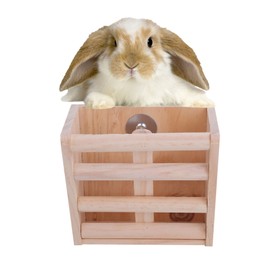cobalt planet chinchilla hay rack rabbit food dispenser natural wood hamster rabbit cage accessories rabbit grass pot grass feeder rabbit grass container hay feeder feeder feeder pinewood unpainted