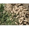 TomorrowSeeds 40+ Jumbo Bailey Virginia Peanut Seeds For Planting ,Organic